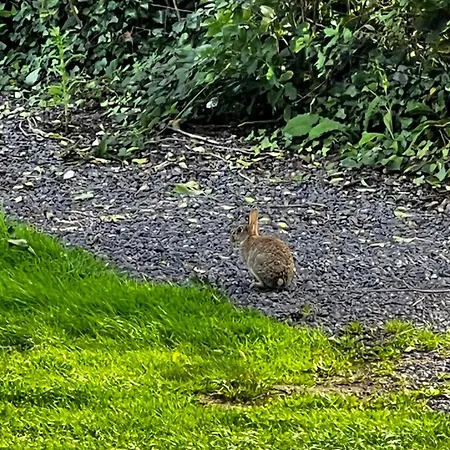 Rock Farm - Glamping *