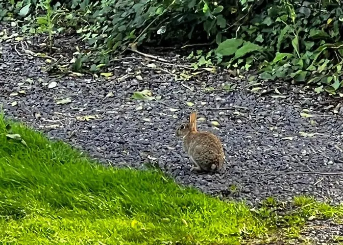 Rock Farm - Glamping *